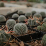 Starship Economics: How 1,000 Tons to Orbit Changes Everything