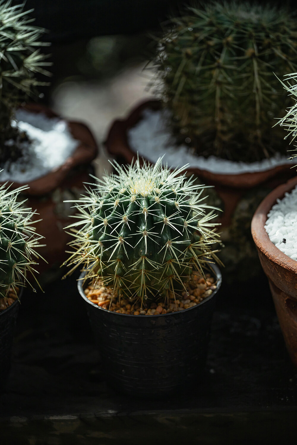 The Sovereign City-State: The Rise of Private Jurisdictions